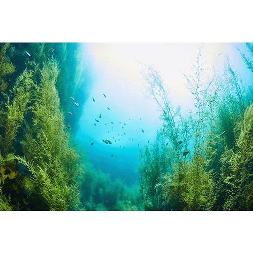 海景　春の越前海岸