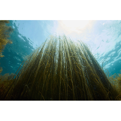 海景　ツルモの林