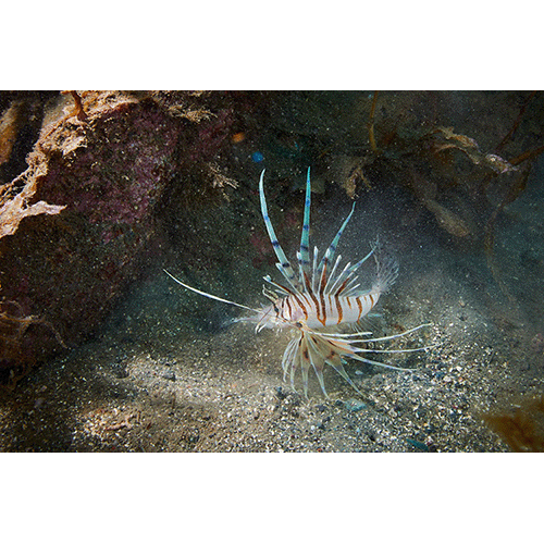 海景　ミノカサゴの捕食シーン