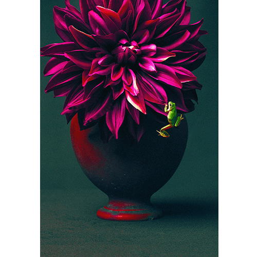 Imitation Flowers