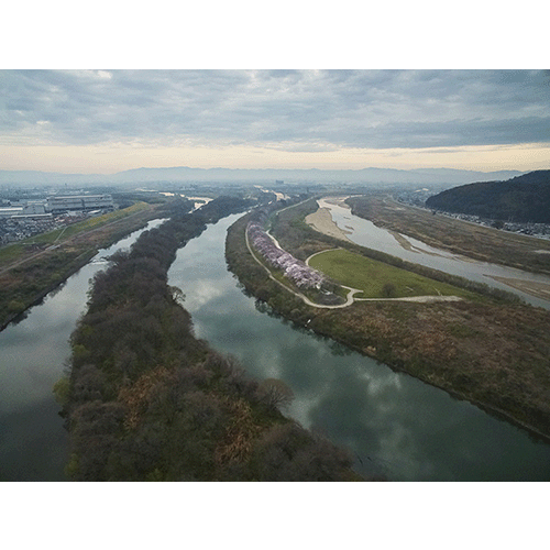 淀川河川公園　背割堤